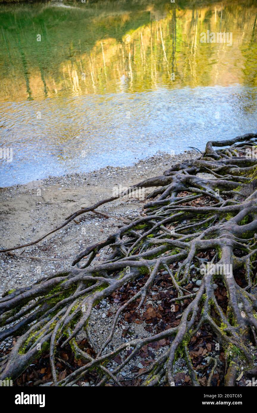 racines d'un arbre près de la rivière steyr à molln, en haute-autriche Banque D'Images