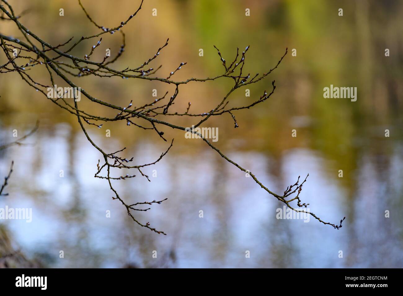 branche d'un saule en fleur à proximité de la rivière steyr en autriche près de molln Banque D'Images