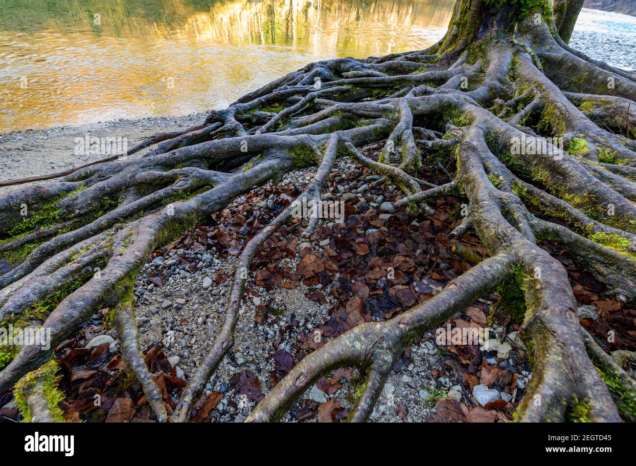 racines d'un arbre près de la rivière steyr à molln, en haute-autriche Banque D'Images