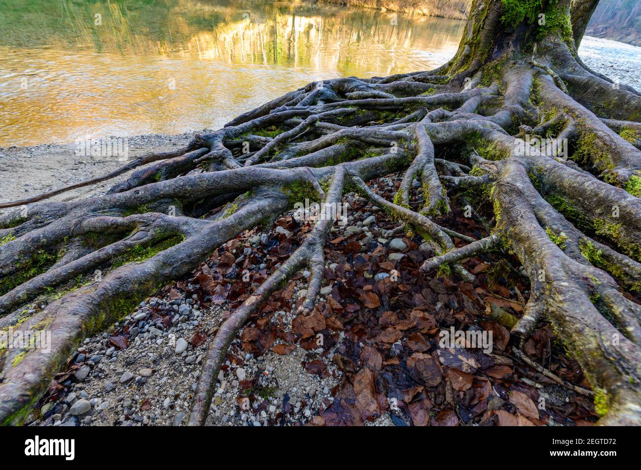 racines d'un arbre près de la rivière steyr à molln, en haute-autriche Banque D'Images