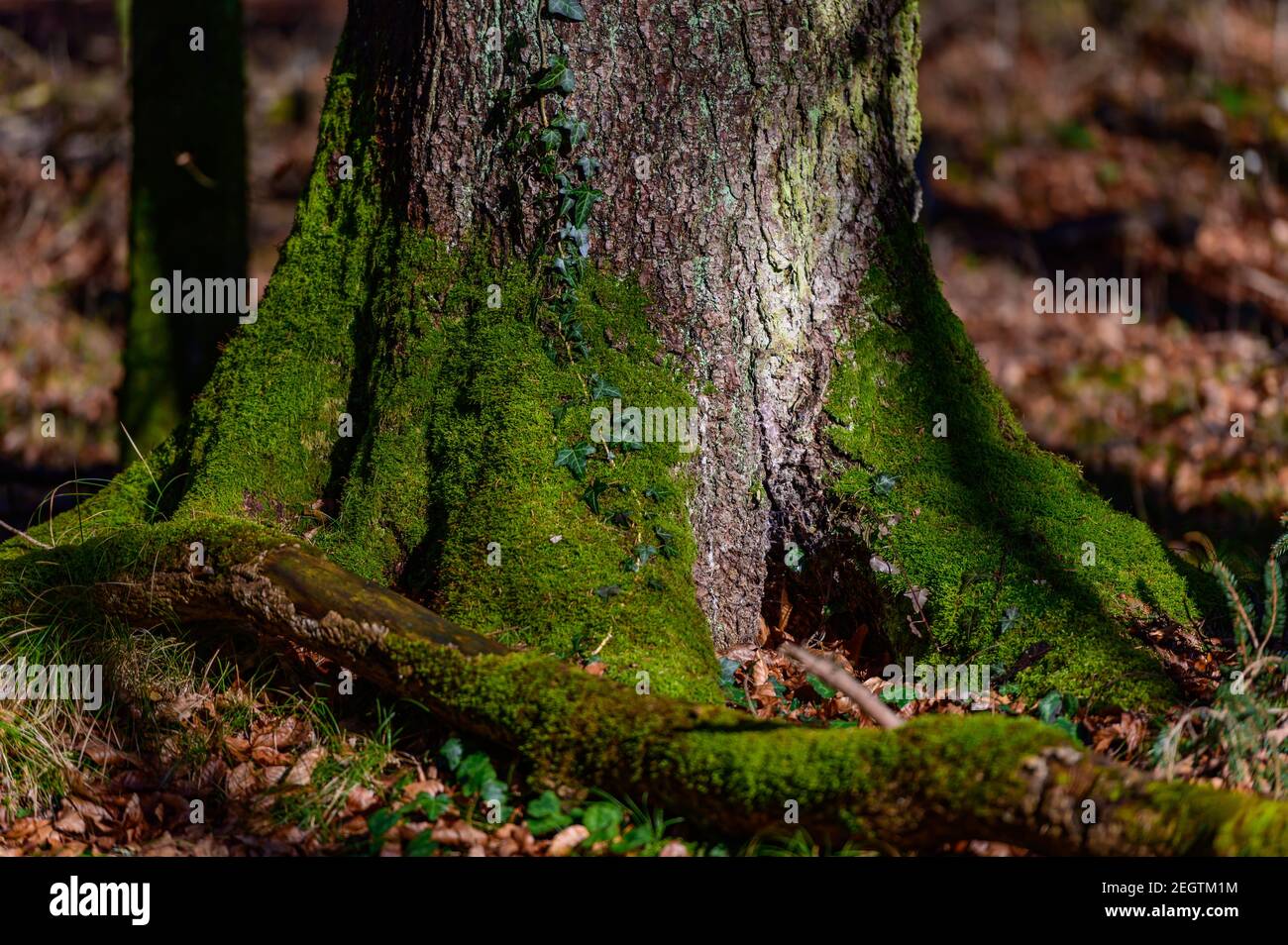 écorce d'un arbre avec de la mousse dans une forêt dans les alpes autrichiennes près de molln, en haute-autriche Banque D'Images