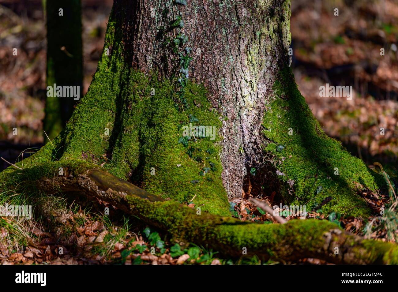 écorce d'un arbre avec de la mousse dans une forêt dans les alpes autrichiennes près de molln, en haute-autriche Banque D'Images