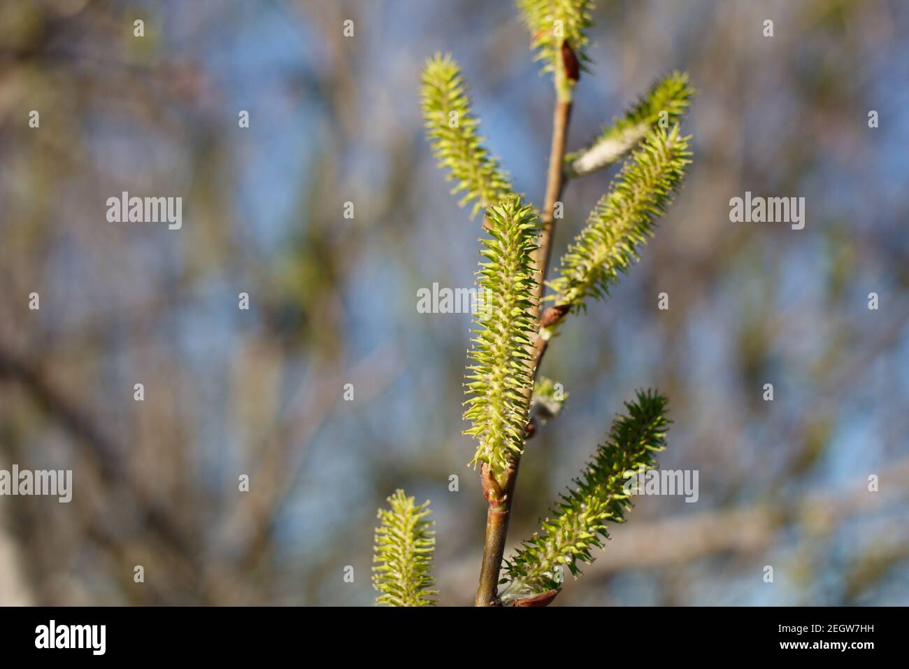 Fleur de chat de pistillate vert, saule d'Arroyo, Salix Lasiolepis, Salicaceae, arbuste indigène dans le marais d'eau douce de Ballona, côte sud de la Californie, hiver. Banque D'Images