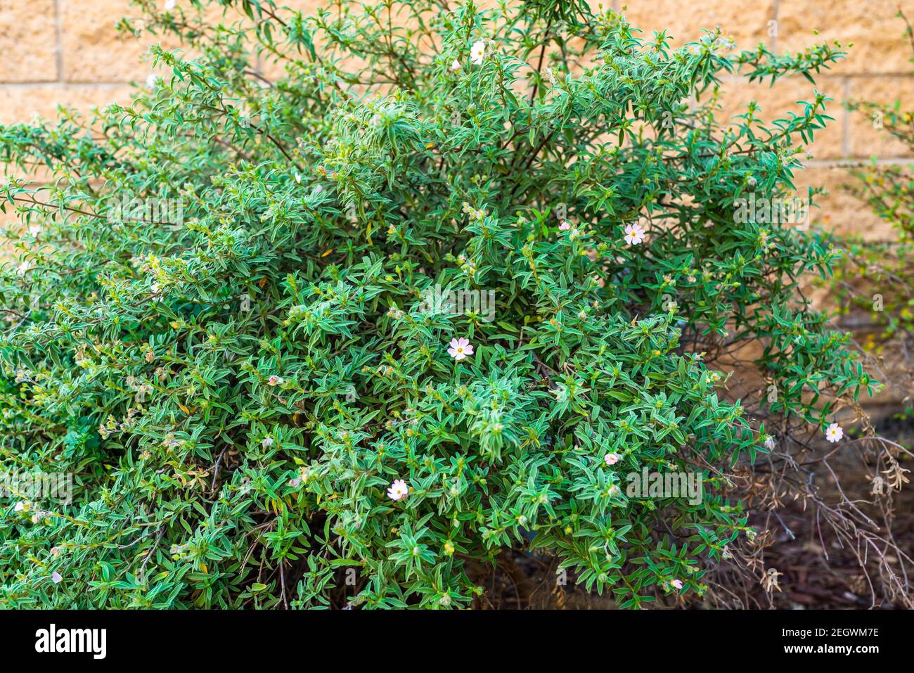 Arbuste rosé, plante décorative à feuilles persistantes avec de belles petites fleurs roses-blanches Banque D'Images