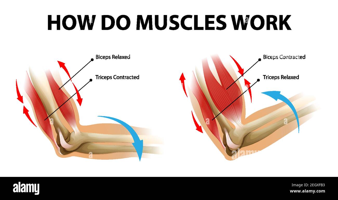 Illustration du processus de mouvement du muscle du bras (Biceps et Triceps) Illustration de Vecteur