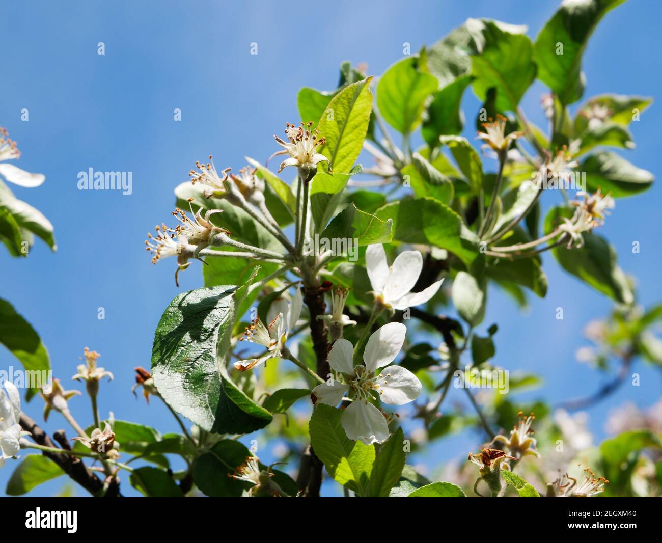 floraison de jeunes fleurs de pomme . Photo de haute qualité Banque D'Images