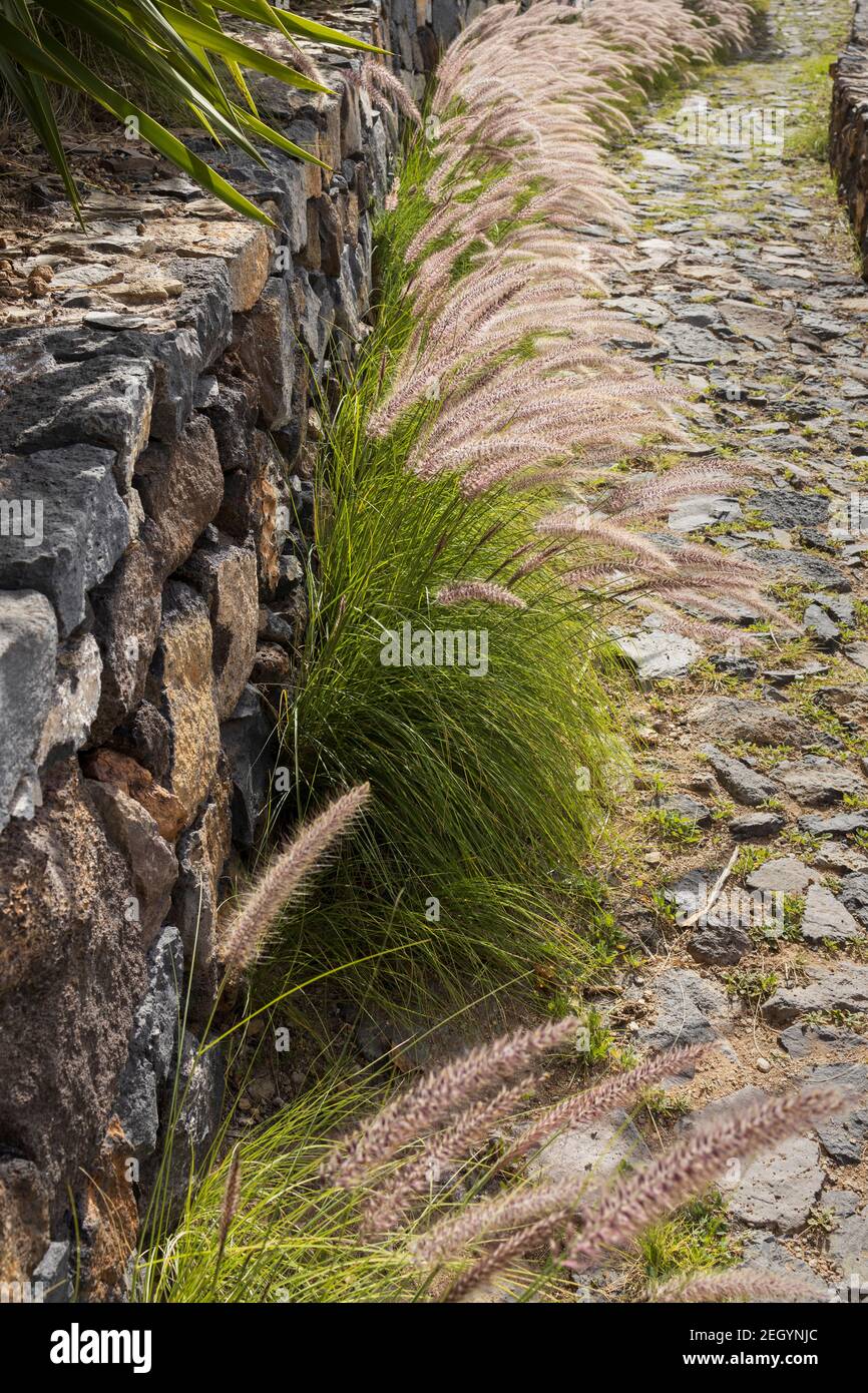 Pennisetum setaceum, une espèce envahissante d'herbe qui pousse le long d'un chemin de pierre dans la campagne de San Miguel, Tenerife, Iles Canaries, Espagne Banque D'Images