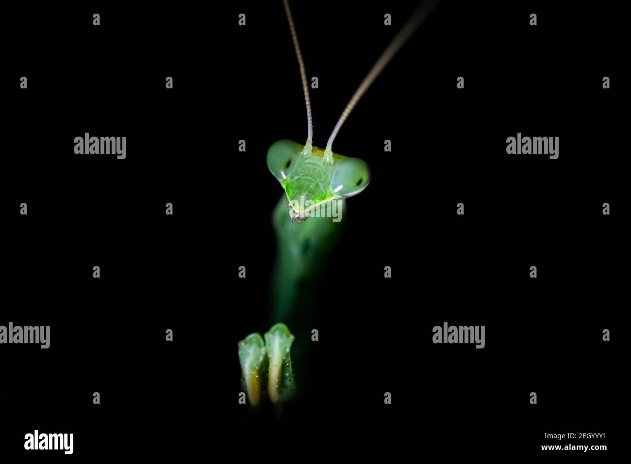 Vue rapprochée d'une mante de prière la nuit. (Mantis religiosa) Banque D'Images