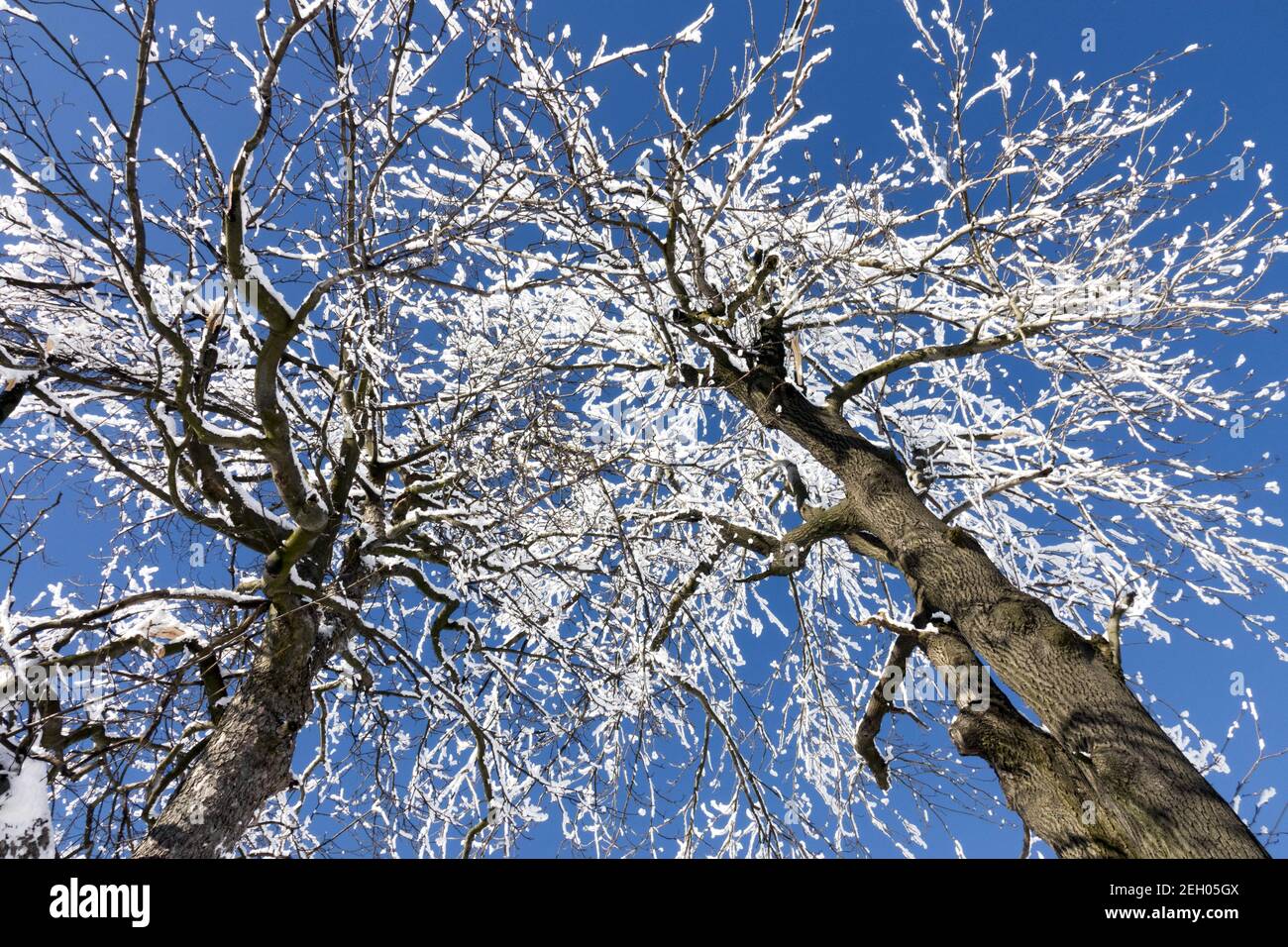 Les arbres Fraxinus excelsior en hiver gelés pèsent le gel sur les branches Banque D'Images