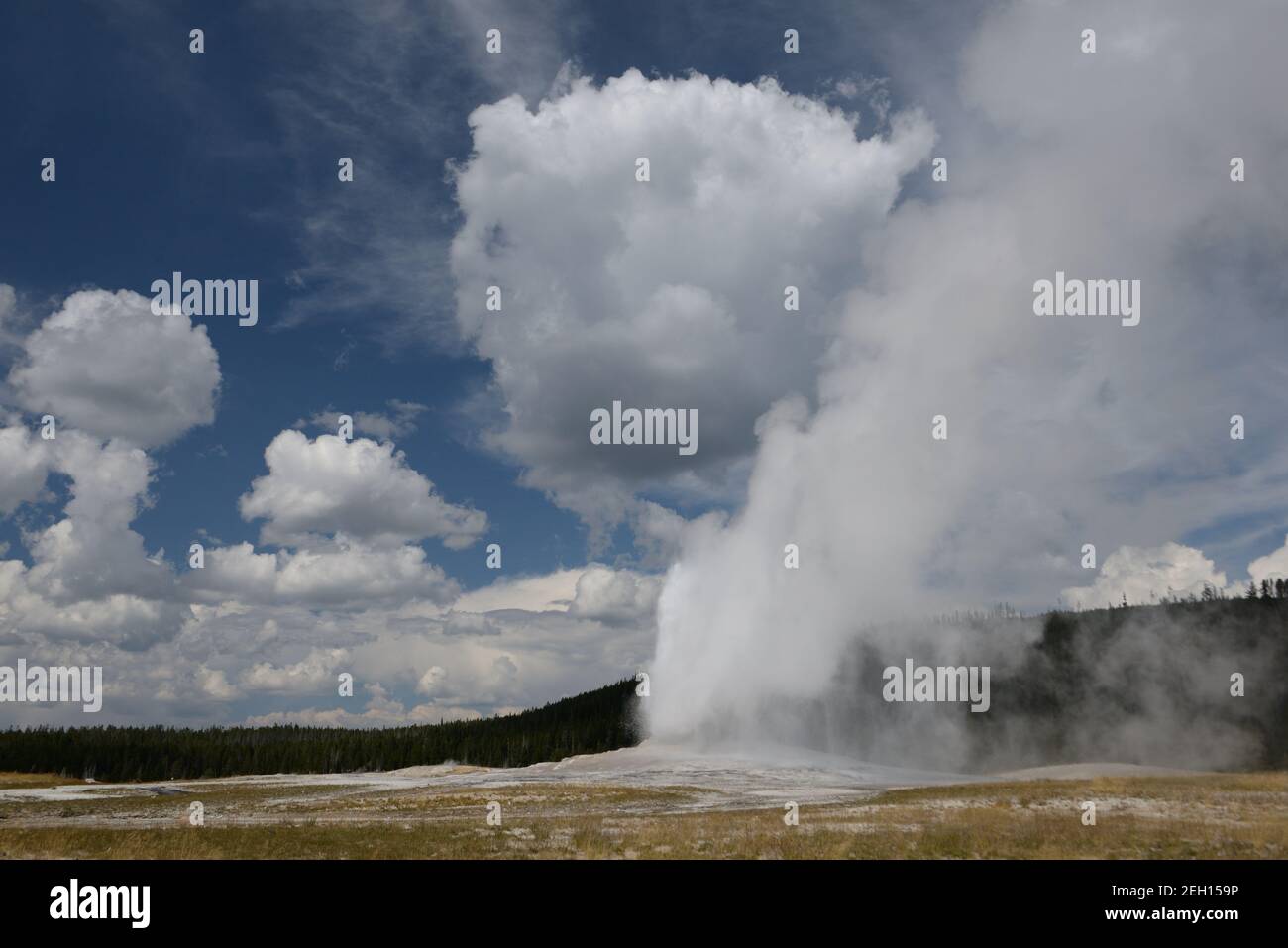 Old Faithful Geyser dans le Parc National de Yellowstone, Wyoming, USA Banque D'Images