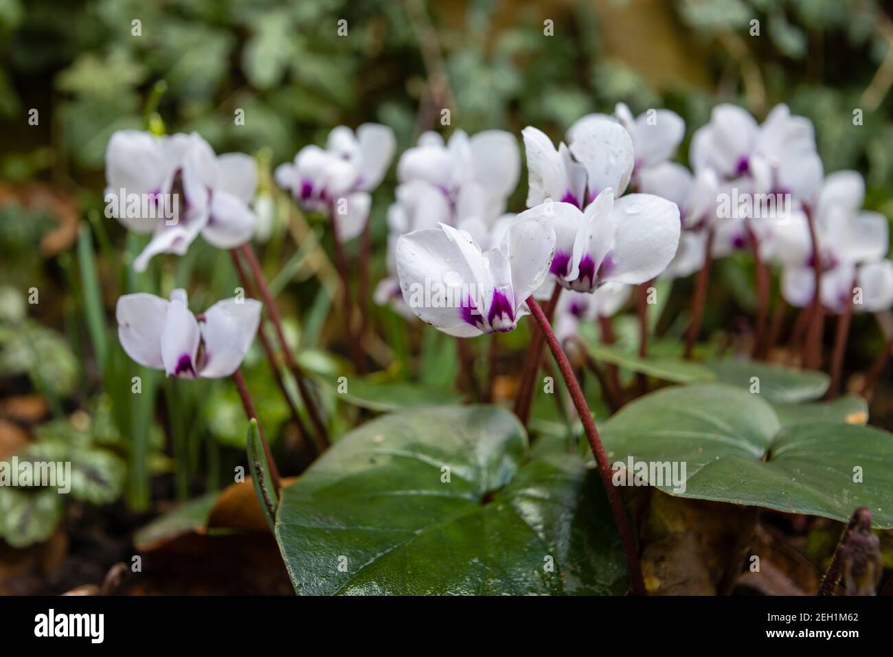 Vue rapprochée de petites fleurs fines de cyclamen blanc coum subsp. Coum F. pallidum avec feuilles rondes, poussant dans un jardin en hiver à Surrey, au Royaume-Uni Banque D'Images