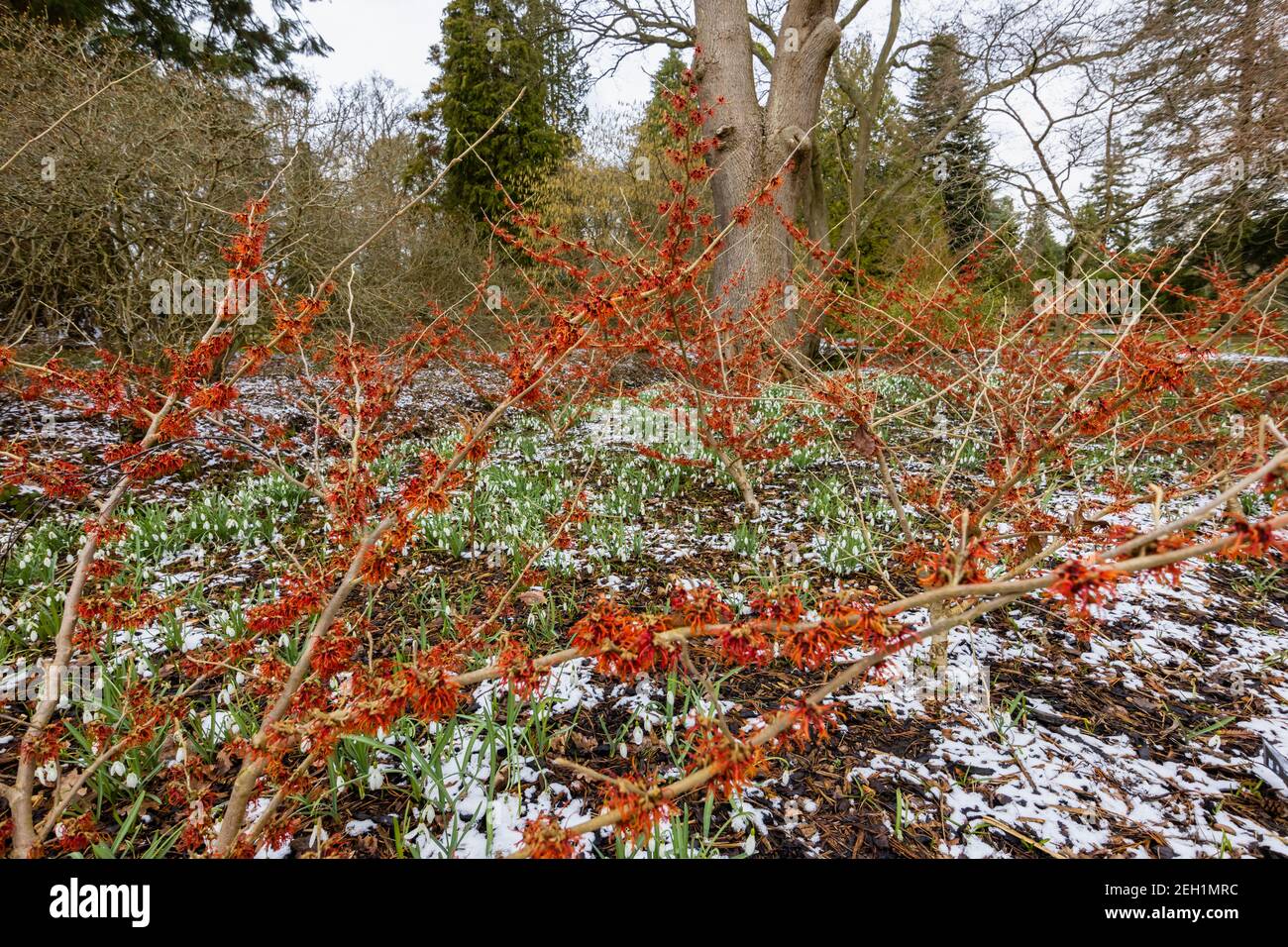 Rouge foncé à orange Hamamelis x intermedia 'Rubin' hizel sorcière fleurissant RHS Garden, Wisley, Surrey en hiver avec un fond de neige et de gouttes de neige Banque D'Images