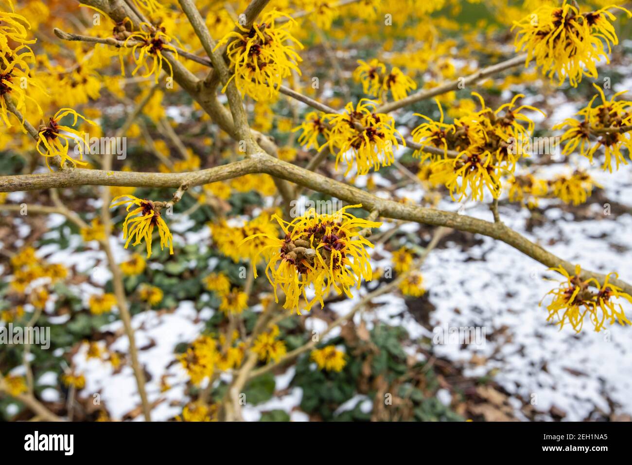 Hamamelis x intermedia 'Barmstedt Gold', gris sorcière fleuri RHS Garden, Wisley, Surrey en hiver avec un fond de neige Banque D'Images