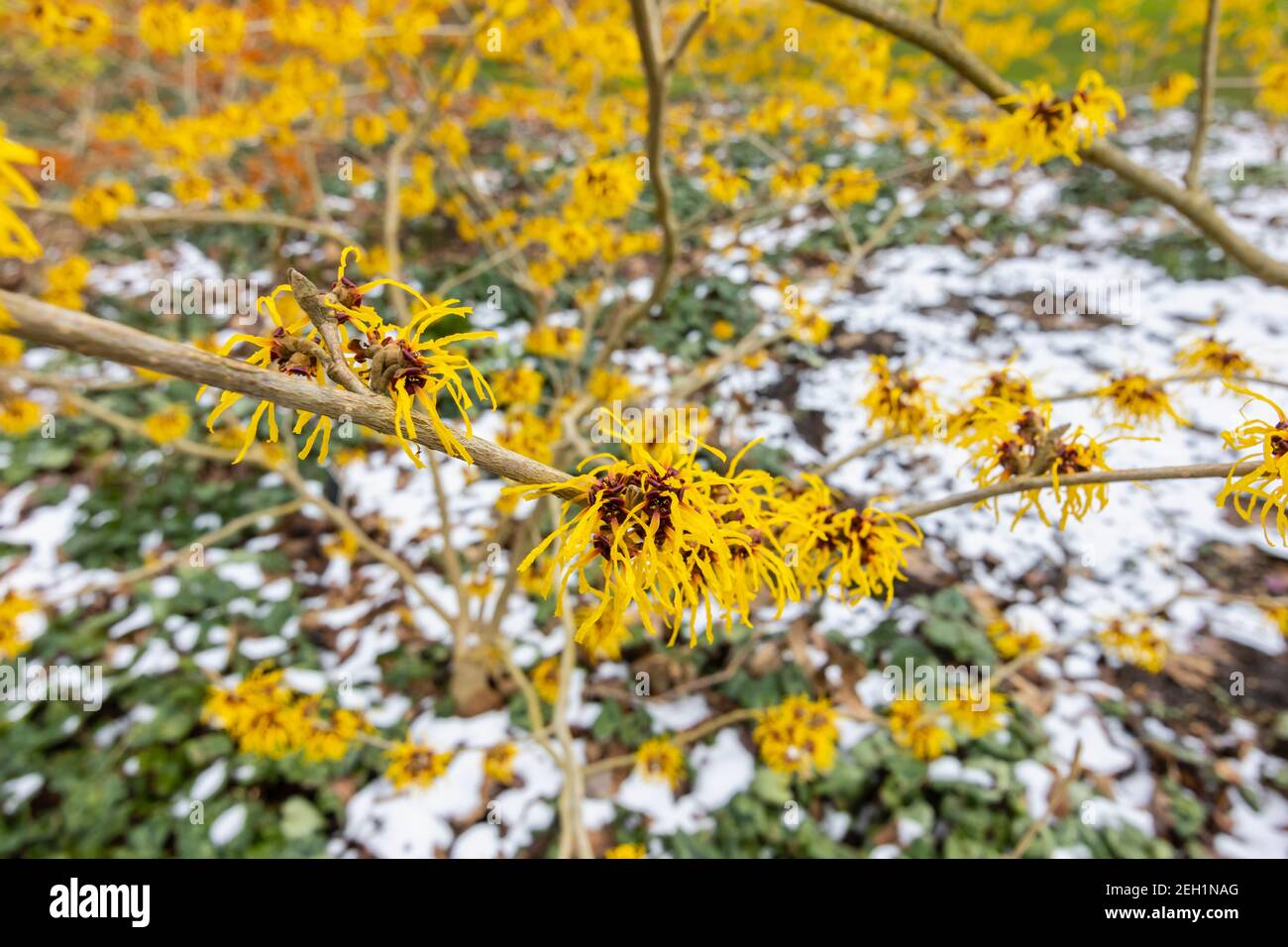 Hamamelis x intermedia 'Barmstedt Gold', gris sorcière fleuri RHS Garden, Wisley, Surrey en hiver avec un fond de neige Banque D'Images