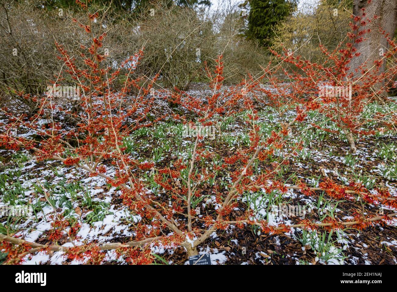 Rouge foncé à orange Hamamelis x intermedia 'Rubin' hizel sorcière fleurissant RHS Garden, Wisley, Surrey en hiver avec un fond de neige et de gouttes de neige Banque D'Images