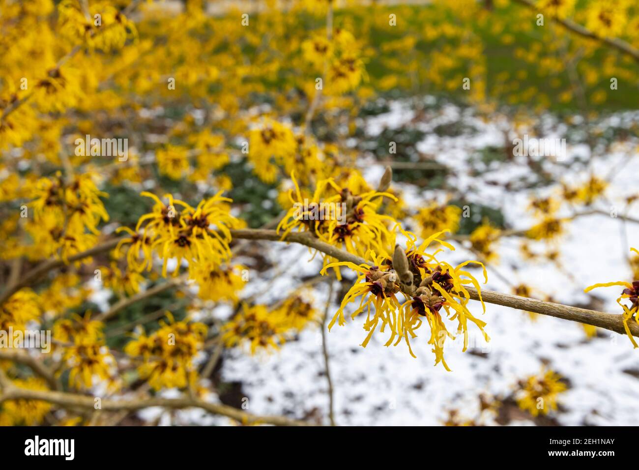 Hamamelis x intermedia 'Barmstedt Gold', gris sorcière fleuri RHS Garden, Wisley, Surrey en hiver avec un fond de neige Banque D'Images