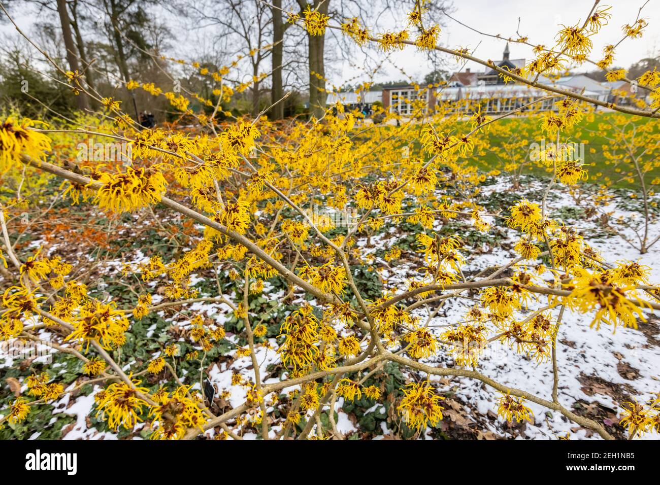 Hamamelis x intermedia 'Barmstedt Gold', gris sorcière fleuri RHS Garden, Wisley, Surrey en hiver avec un fond de neige Banque D'Images