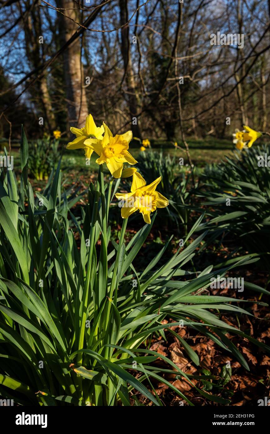 Jonquilles au soleil et sur fond de bois Banque D'Images