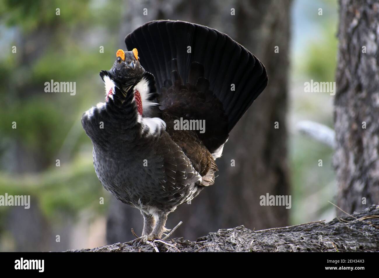 Tétras dusky montrant l'affichage de l'accouplement au printemps. Flagstaff Mountain Roadless Area, nord-ouest du Montana. (Photo de Randy Beacham) Banque D'Images
