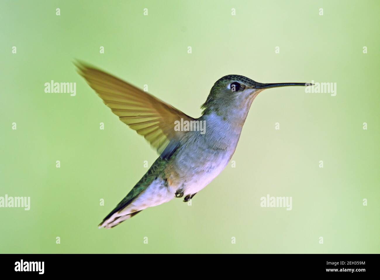 Colibri à chiné noir femelle en été. Vallée de Yaak, nord-ouest du Montana. (Photo de Randy Beacham) Banque D'Images