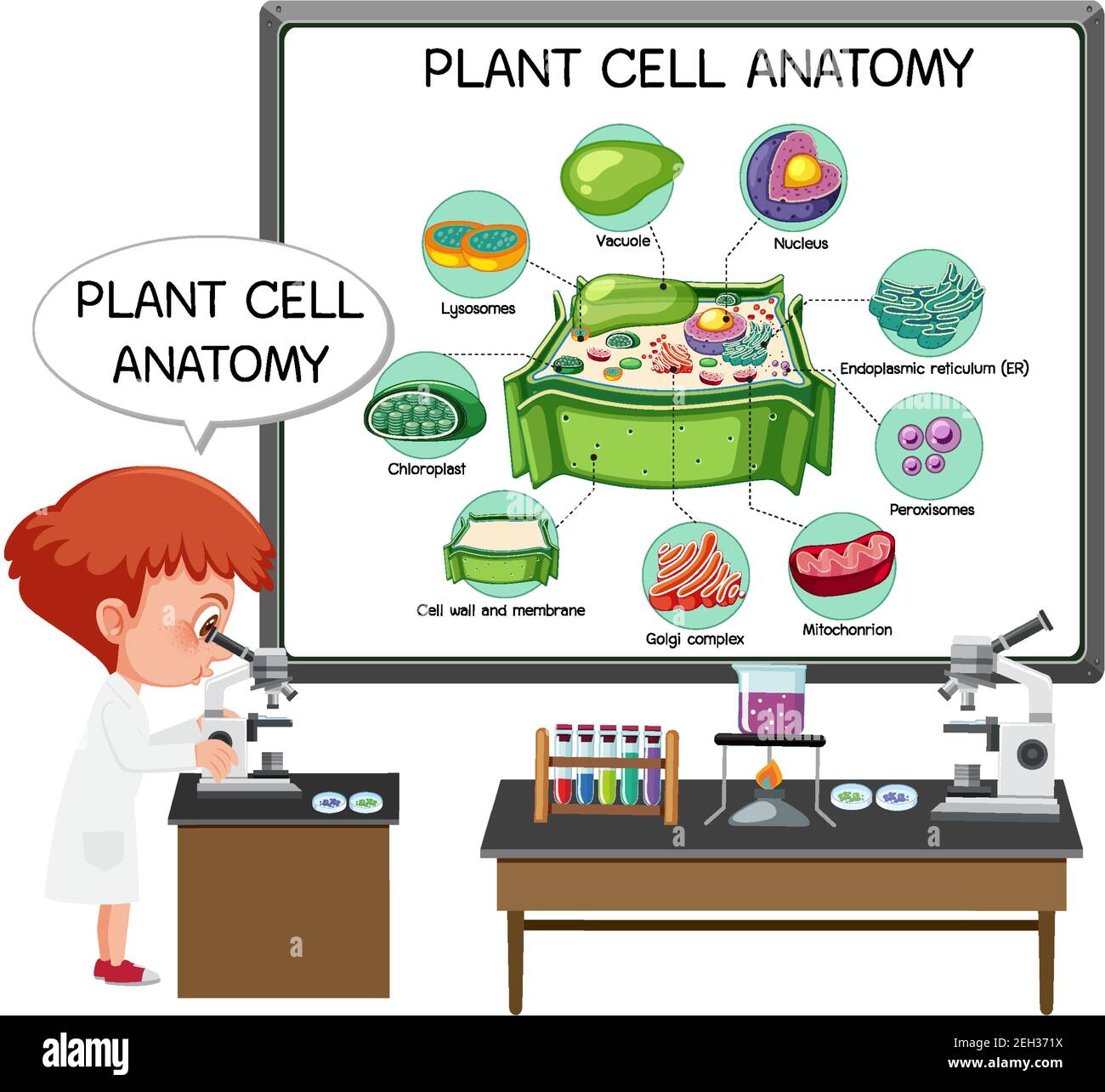 Illustration de l'anatomie des cellules végétales (diagramme de biologie) Illustration de Vecteur