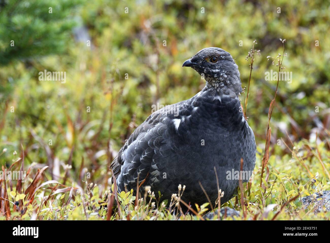La tétras femelle (bleue) dusky se nourrissant dans un habitat sous-alpin de mélèze. Zone pittoresque de Northwest Peak, Montana. (Photo de Randy Beacham) Banque D'Images
