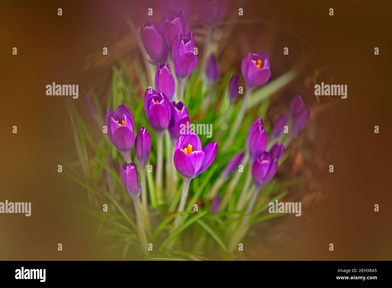 Édimbourg, Écosse, Royaume-Uni. Crocus fleurir dans le jardin domestique montrant des signes de couleur de bienvenue et que le printemps sera bientôt ici après la neige la semaine dernière et de fortes pluies de nuit et ce matin. Température de 11 degrés C. Crocus est un genre de plantes à fleurs de la famille des iris comprenant 90 espèces de plantes vivaces provenant de cormes. Classification plus élevée : Crocoideae. Famille: Iridaceae. Photo d'un groupe de fleurs photographiées avec un filtre de mise au point souple sur les bords de l'objectif de l'appareil photo. Crédit : Arch White/Alamy Live News. Banque D'Images