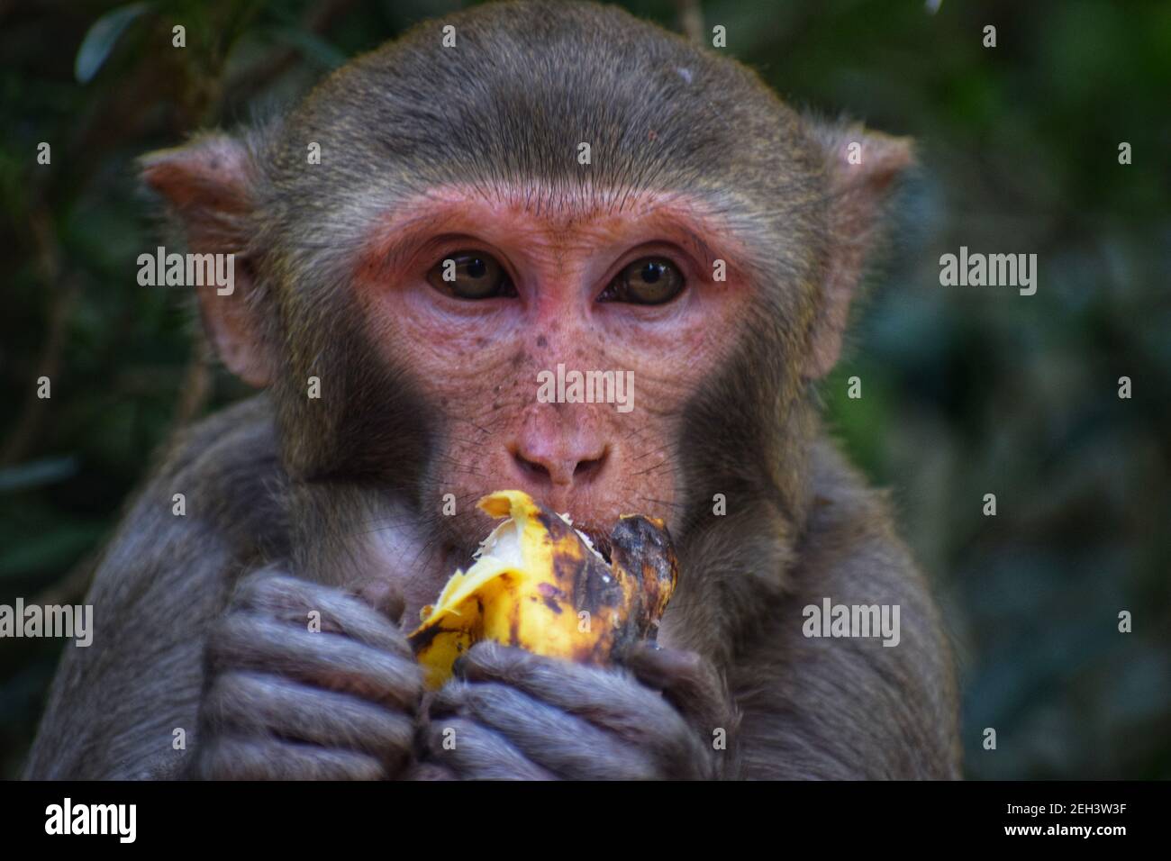 singe macaque dans la jungle indienne singe macaque isolé faune hd Banque D'Images