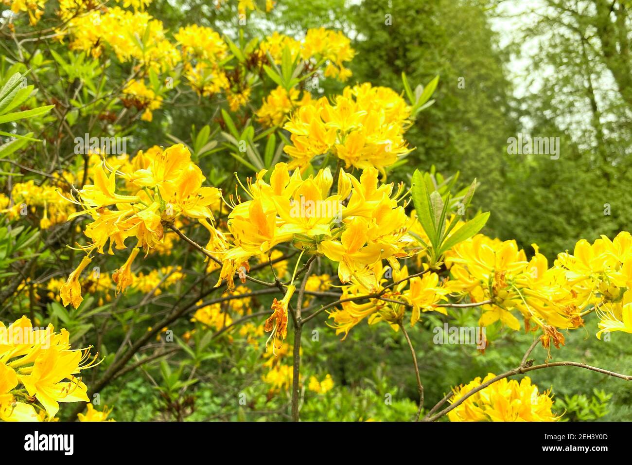 Les fleurs de Rhododendron fleurissent dans le jardin de printemps, à proximité. Des fleurs jaunes douces poussent dans le parc de la ville. Aménagement paysager et décoration au printemps Banque D'Images