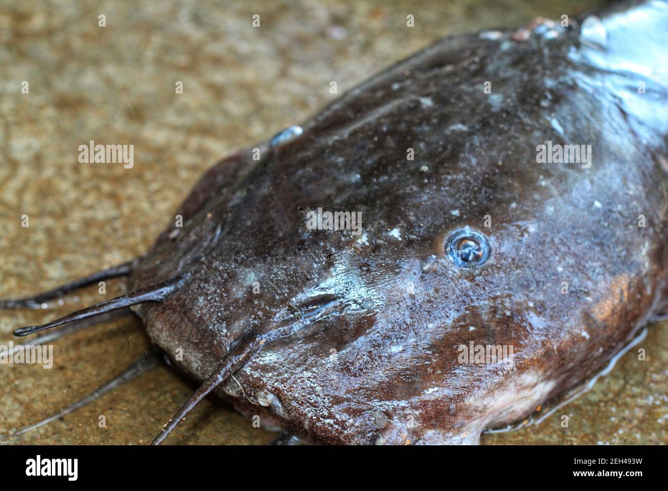 Desi magur poisson dans la main desi magur culture de poisson dans unité de biofloc intérieure culture de poissons clarias en inde Banque D'Images