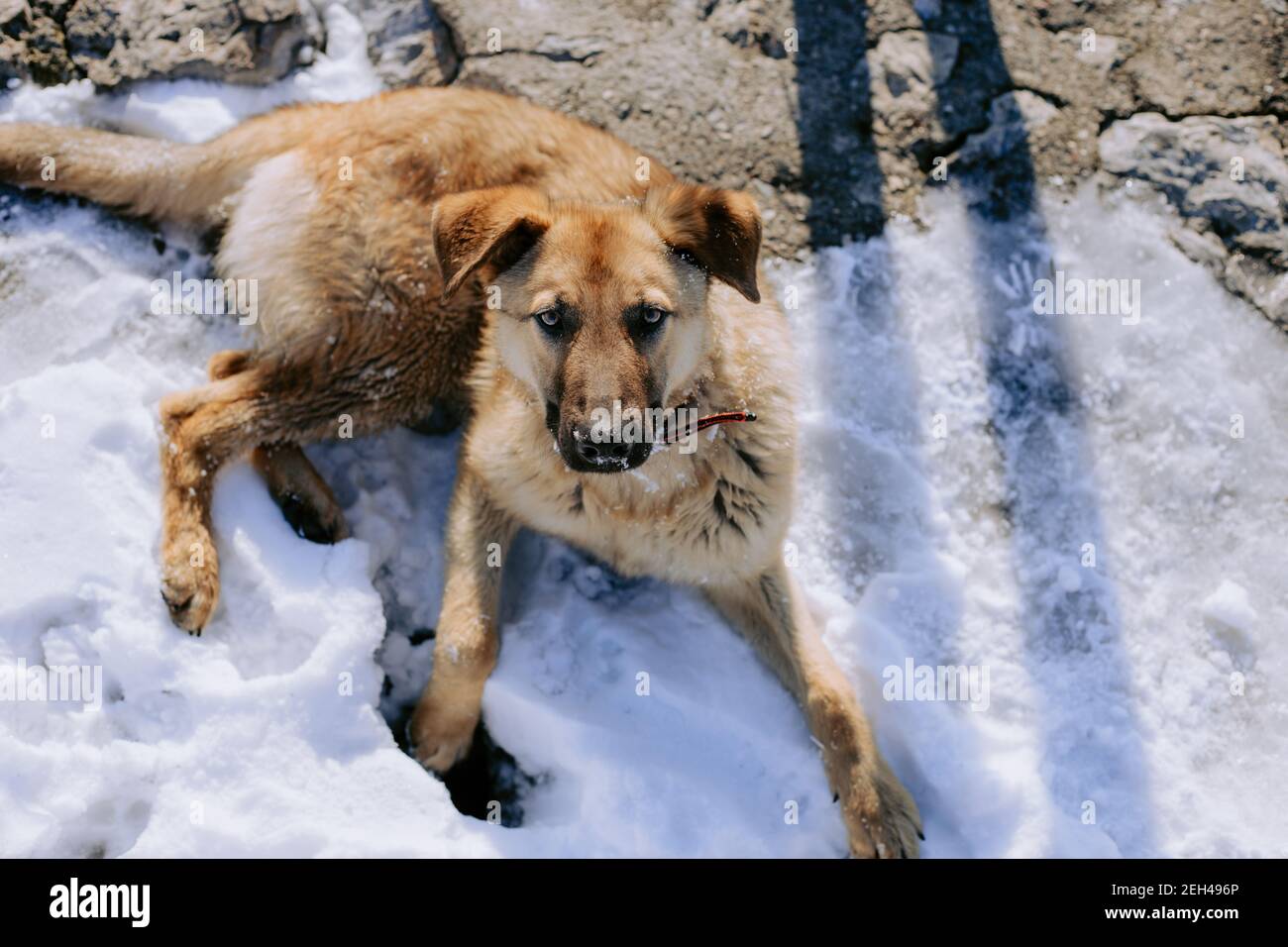 Grand chien couché dans la neige sur la chaussée Banque D'Images