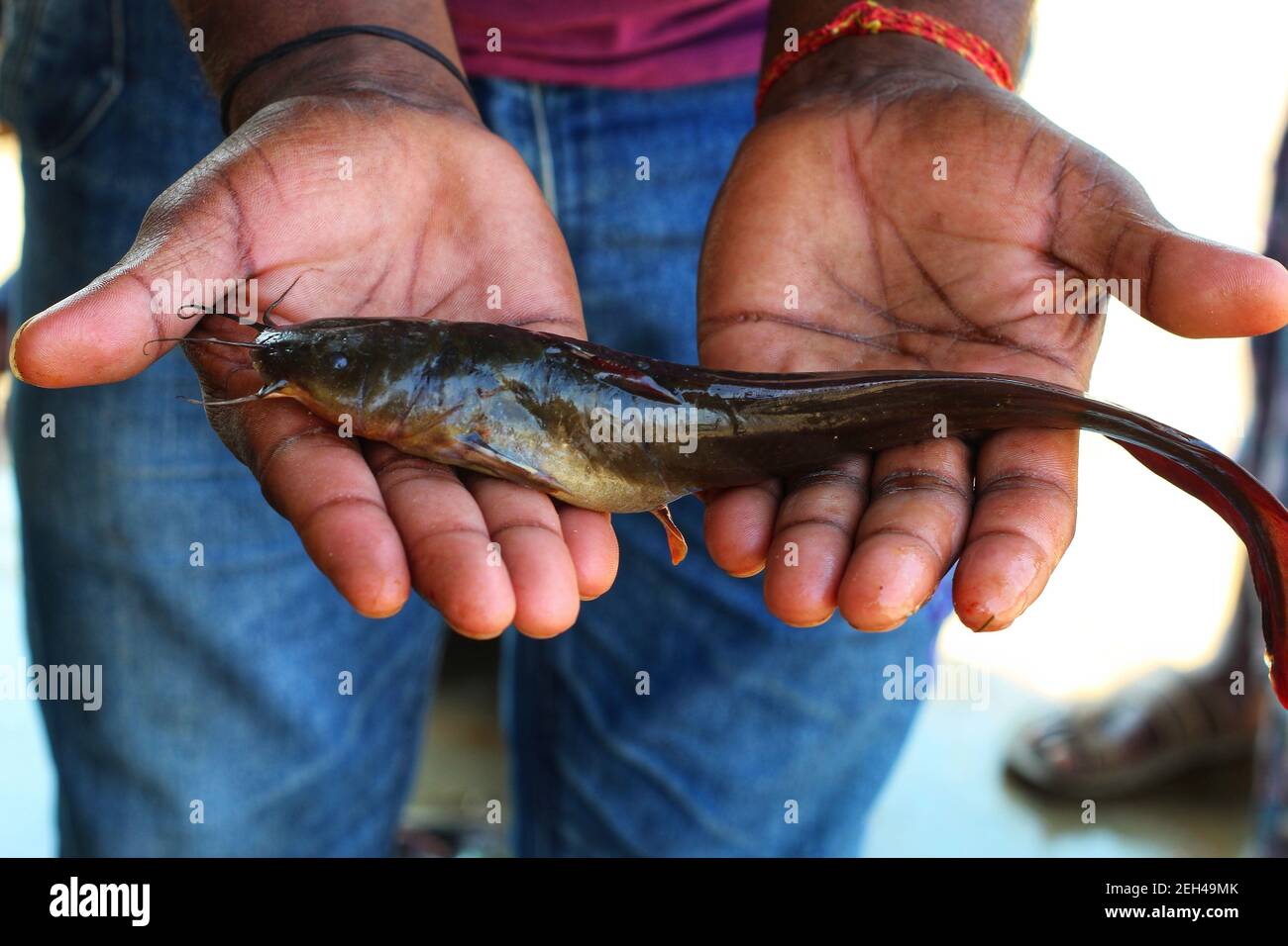 Desi magur poisson dans la main desi magur culture de poisson dans unité de biofloc intérieure culture de poissons clarias en inde Banque D'Images