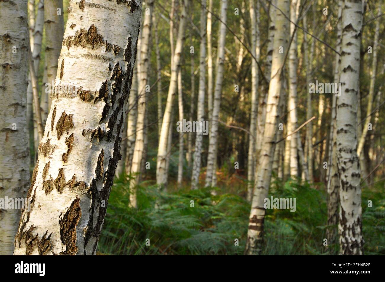 Gros plan d'un bouleau argenté « Betula pendula » sur la réserve naturelle RSPB Arne à Dorset, Royaume-Uni. Banque D'Images