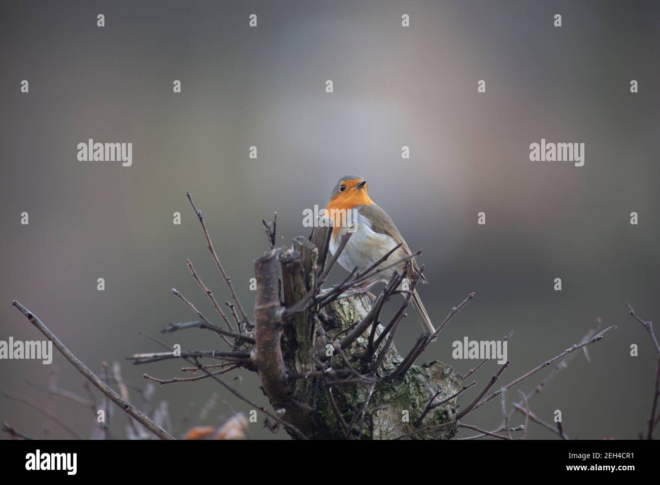 Édimbourg, Royaume-Uni. 19 février 2021. Nom scientifique européen de Robin (erithacus rubecula) posant pour photographié dans le jardin d'Édimbourg. Écosse. ROYAUME-UNI. Credit: Pako Mera/Alay Live News Banque D'Images