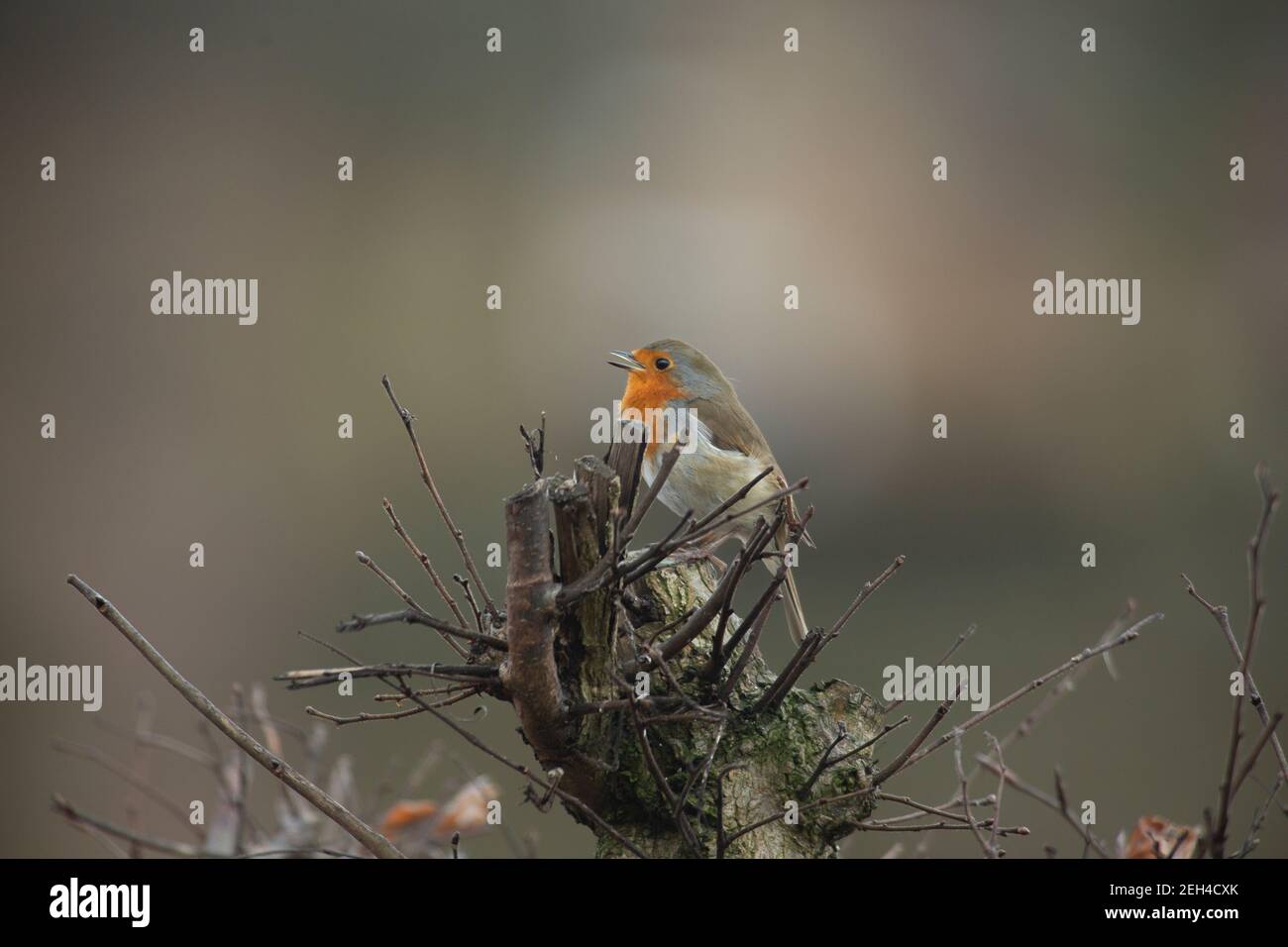 Édimbourg, Royaume-Uni. 19 février 2021. Nom scientifique européen de Robin (erithacus rubecula) posant pour photographié dans le jardin d'Édimbourg. Écosse. ROYAUME-UNI. Credit: Pako Mera/Alay Live News Banque D'Images