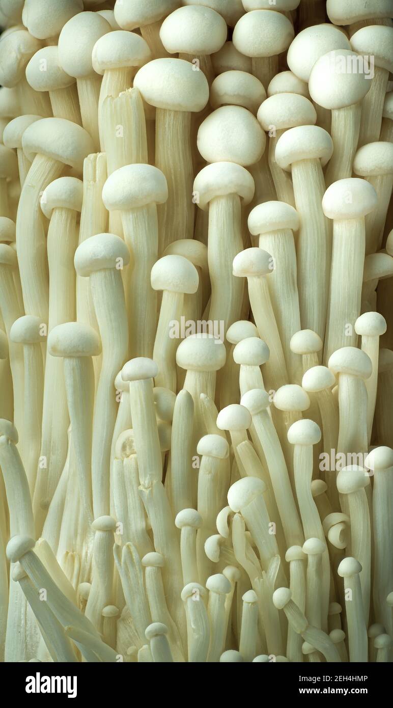 Groupe de champignons enoki commun dans les épiceries bien approvisionnées. Banque D'Images