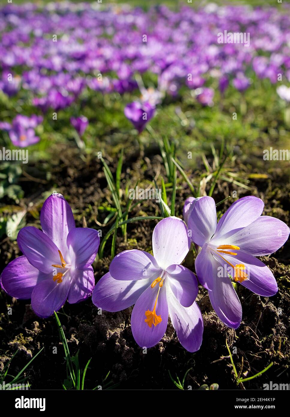 Trois crosses violettes au printemps, isolées au premier plan Banque D'Images