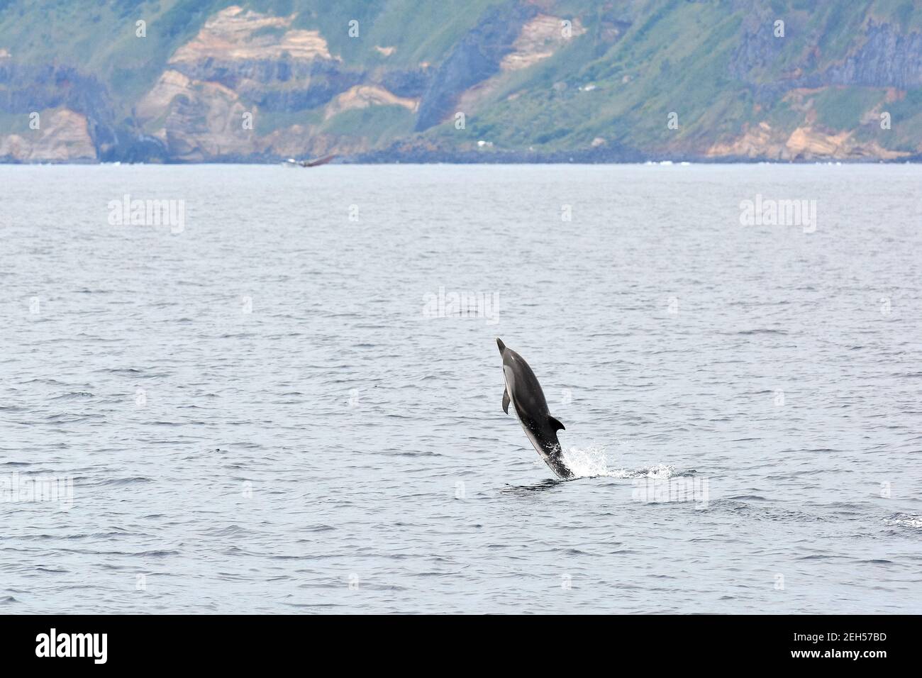 Dauphin à rayures, Stenella coeruleoalba, Blau-Weißer Delfin, Streifendelfin, csíkos delfin, Île de São Miguel, Açores, Açores, Portugal, Europe Banque D'Images