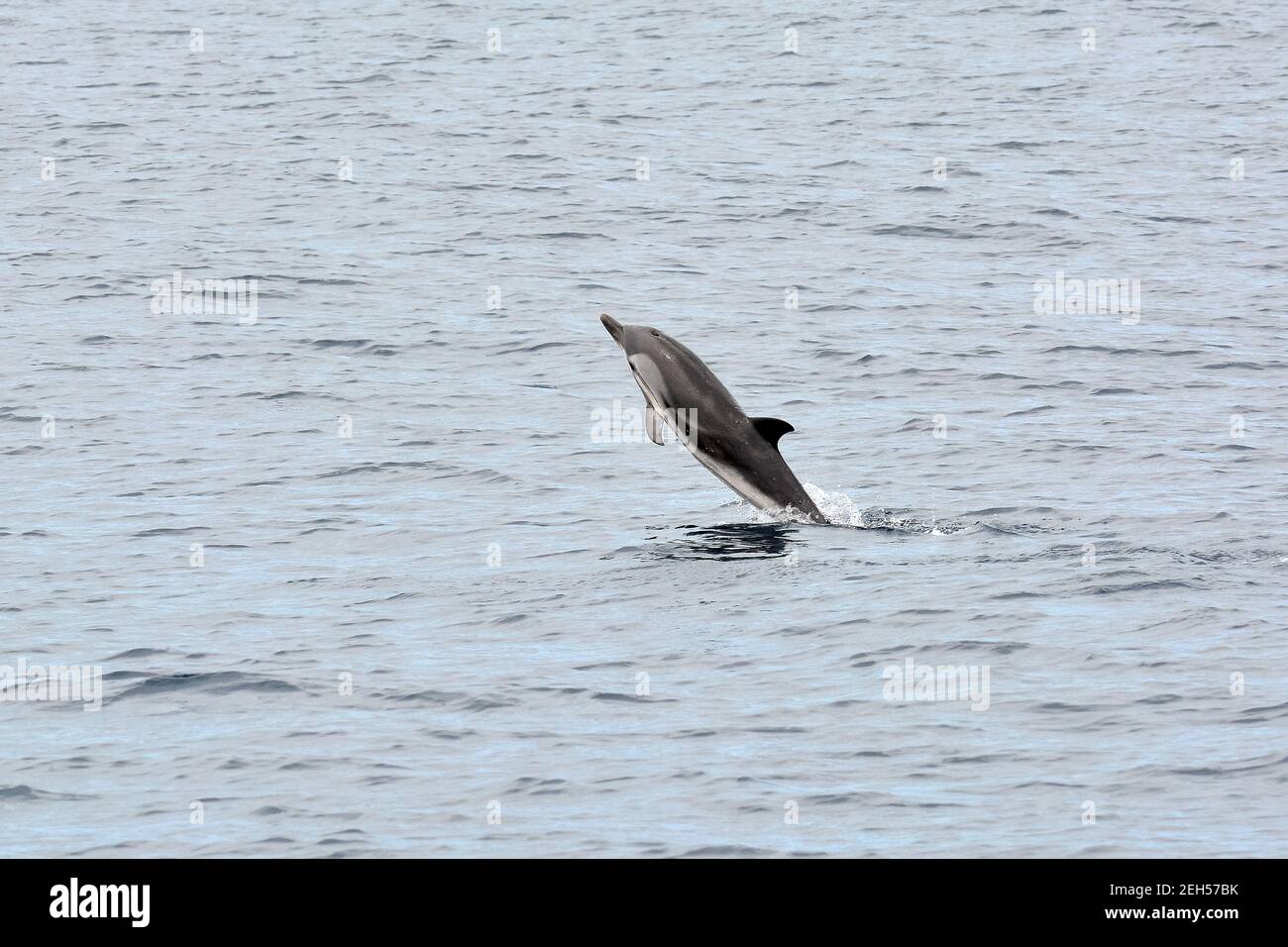 Dauphin à rayures, Stenella coeruleoalba, Blau-Weißer Delfin, Streifendelfin, csíkos delfin, Île de São Miguel, Açores, Açores, Portugal, Europe Banque D'Images