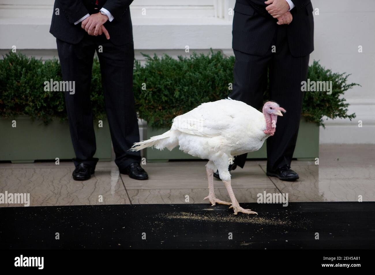 Courage, la Turquie nationale de Thanksgiving, attend d'être pardonné au Portico Nord de la Maison Blanche le mardi 25 novembre 2009 à Washington. Banque D'Images