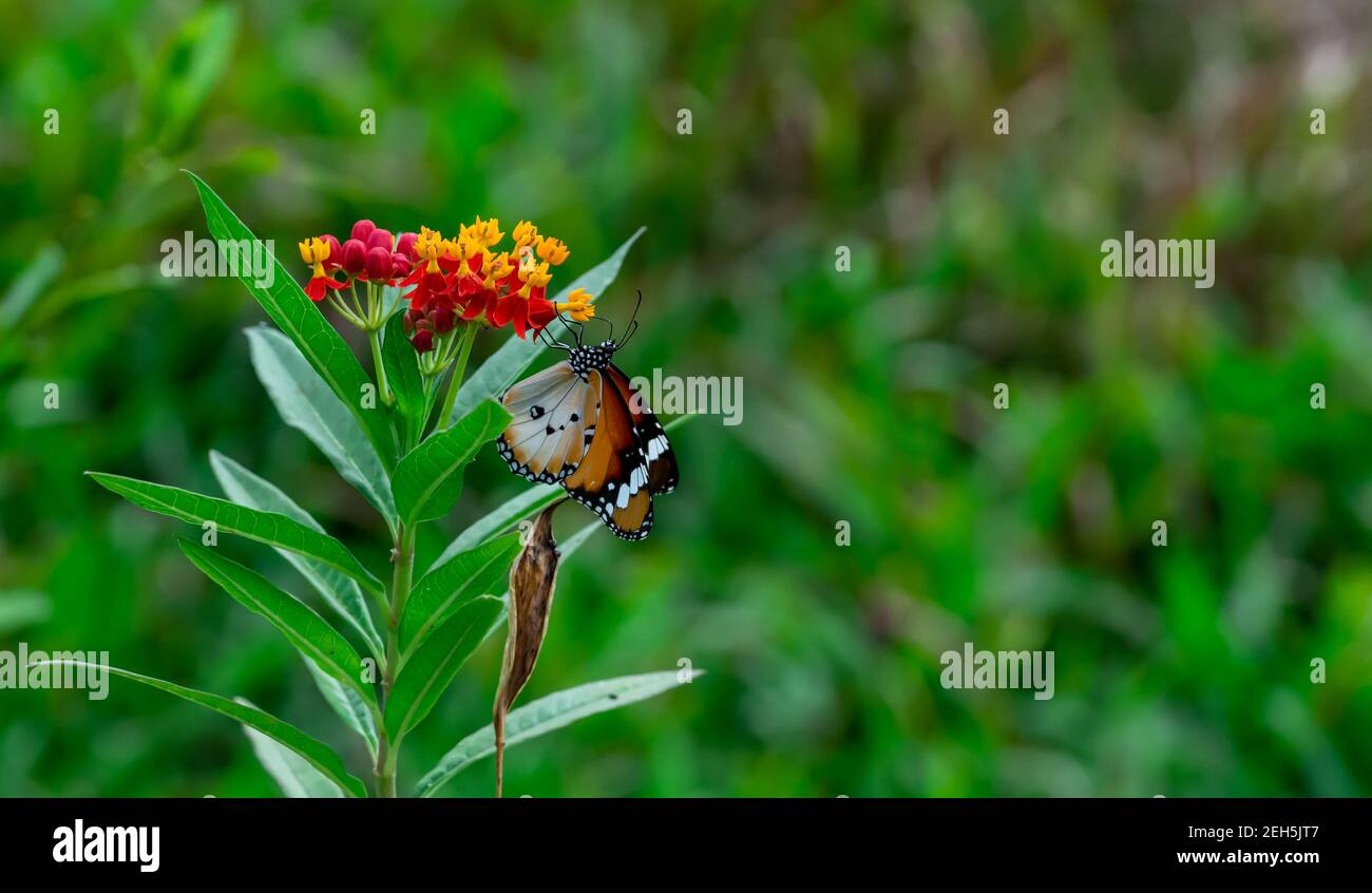 Gros plan de tigre ou de monarque africain (Danaus chrysippus) sur fond d'habitat de fleurs jaune et rouge. Magnifique bac portrait à papillons Banque D'Images