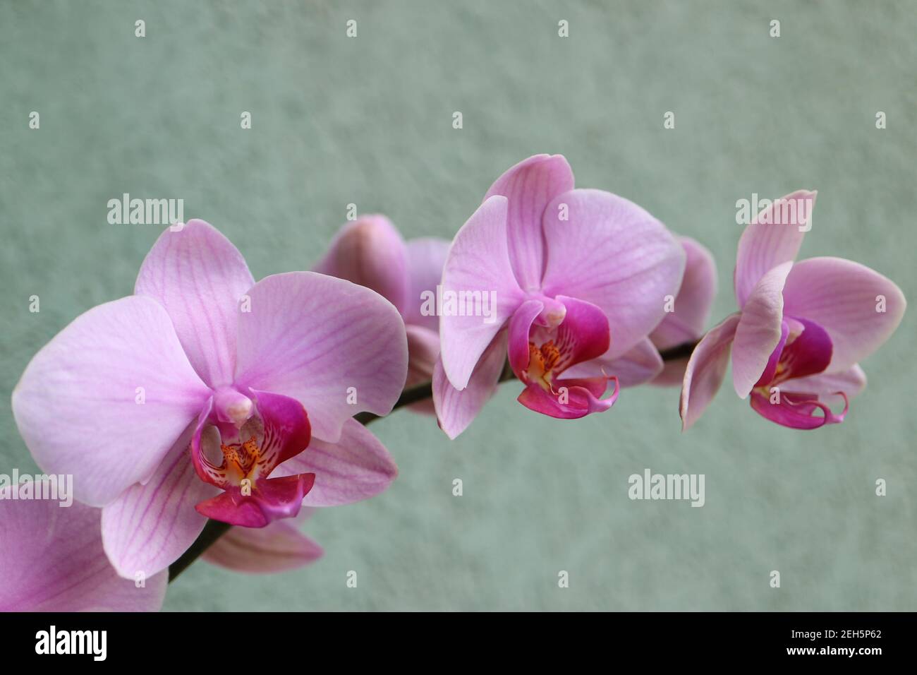 Orchidée rose avec pétales délicats, bourgeons et motifs, macro orchidée rose, tête de fleur, beauté dans la nature, fleur exotique, macro photographie, image de stock Banque D'Images