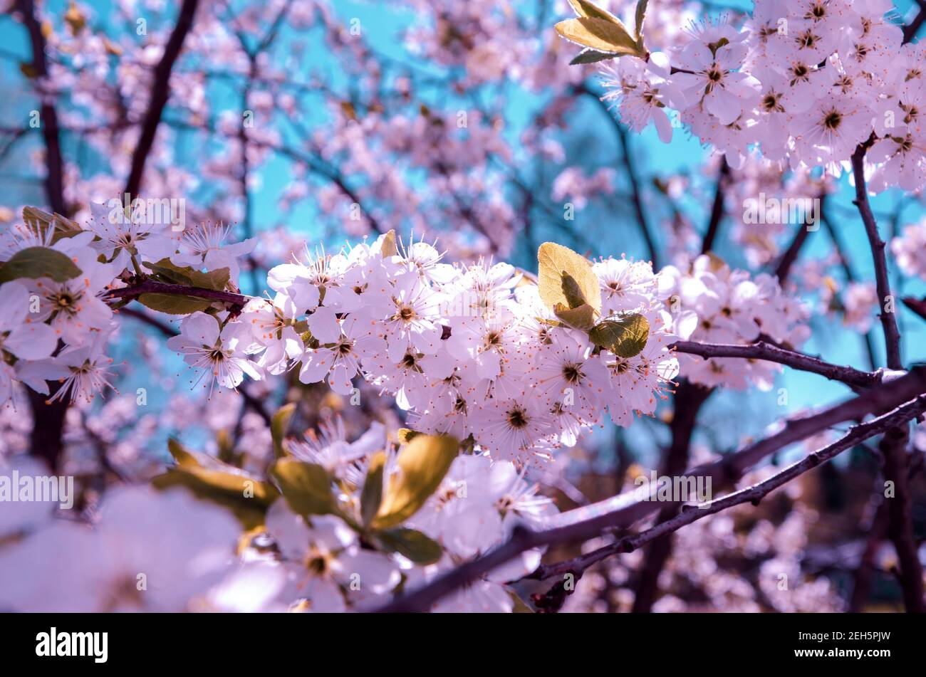 Paysage ensoleillé de printemps avec cerisier dans le jardin.branches de floraison rose de cerisier sur un fond de ciel bleu saturé.scène de printemps ensoleillé. Banque D'Images