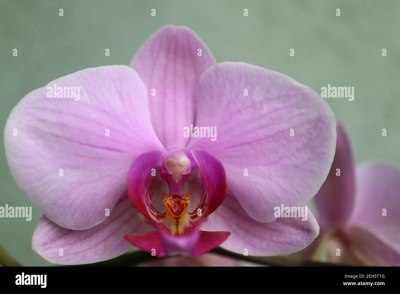 Orchidée rose avec pétales délicats, bourgeons et motifs, macro orchidée rose, tête de fleur, beauté dans la nature, fleur exotique, macro photographie, image de stock Banque D'Images
