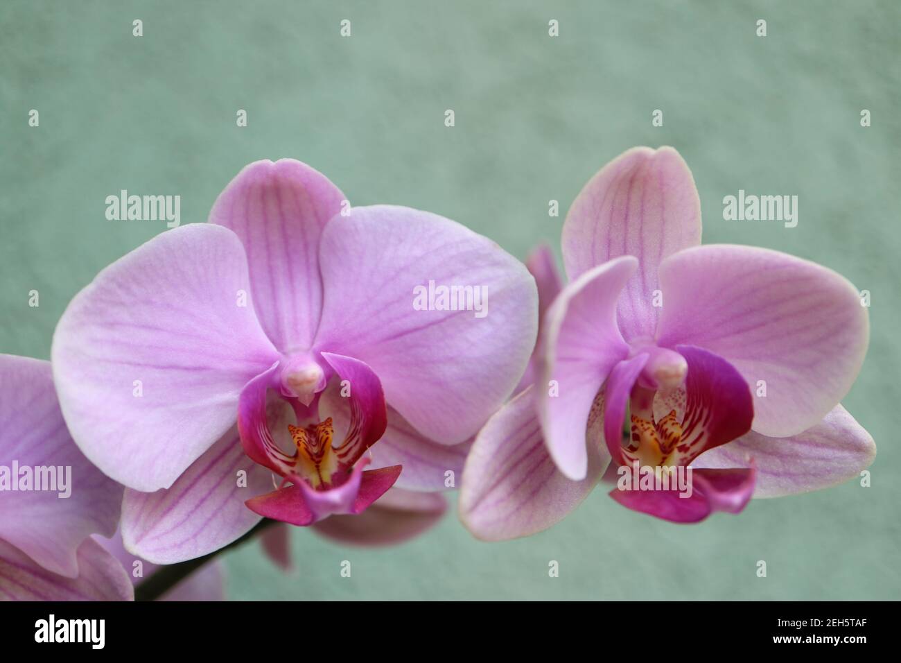 Orchidée rose avec pétales délicats, bourgeons et motifs, macro orchidée rose, tête de fleur, beauté dans la nature, fleur exotique, macro photographie, image de stock Banque D'Images
