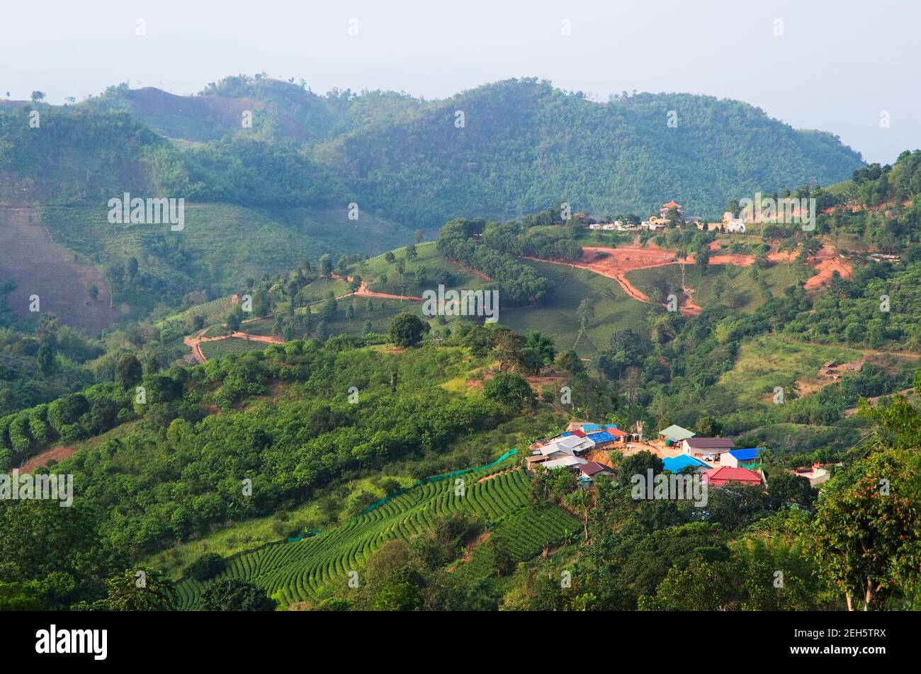 Vue panoramique sur le petit village en montagne. Paysage rural traditionnel avec plantation de thé et champs en terrasse dans la campagne thaïlandaise près de la frontière Banque D'Images