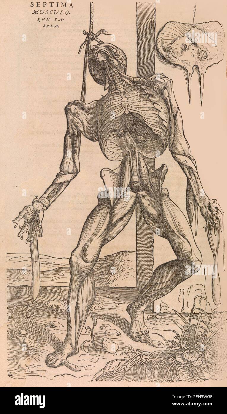 De humani corporis fabrica (de la structure du corps humain), 1555. Banque D'Images