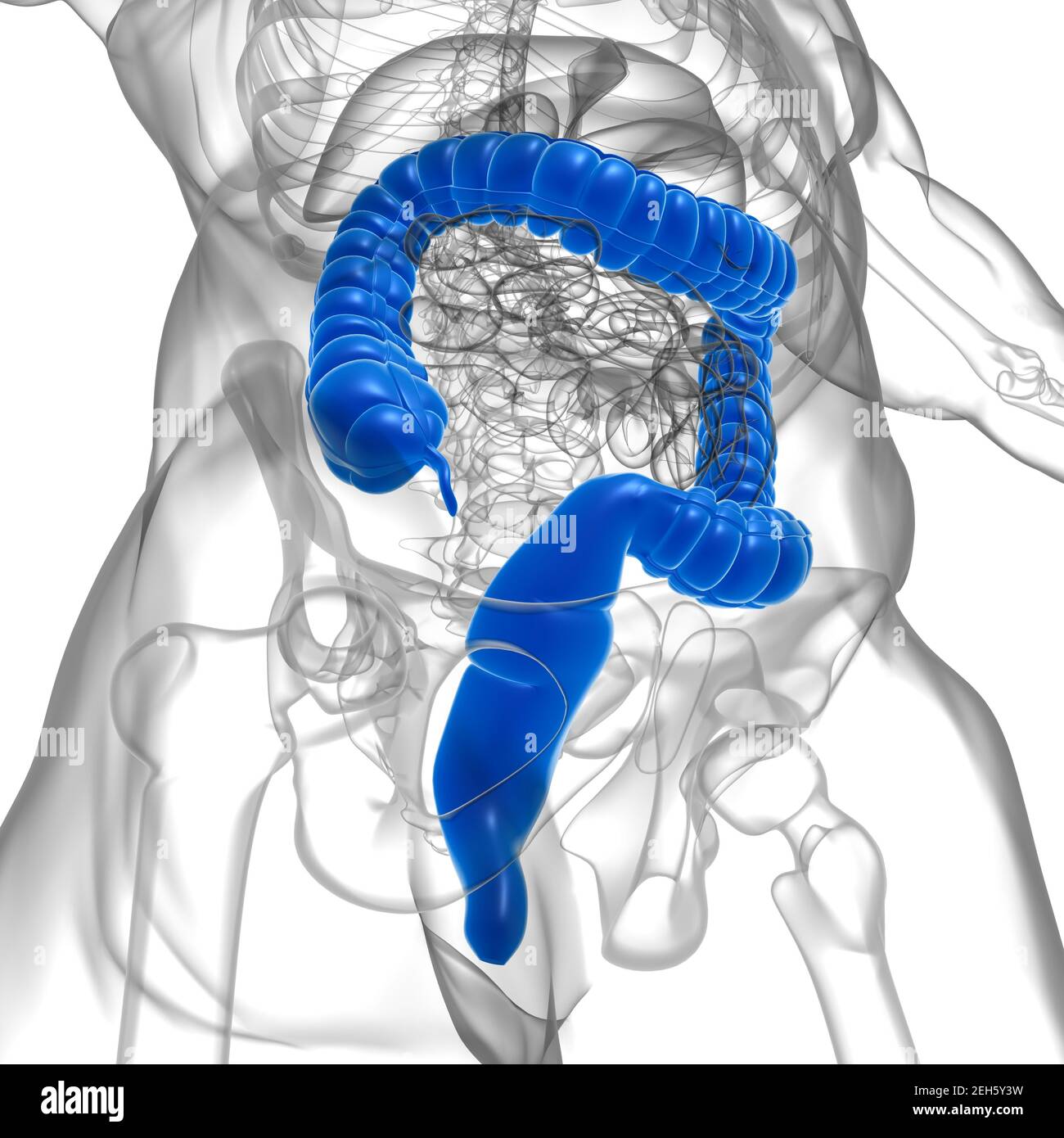 Gros intestin 3D Illustration système digestif humain Anatomie pour concept médical Banque D'Images