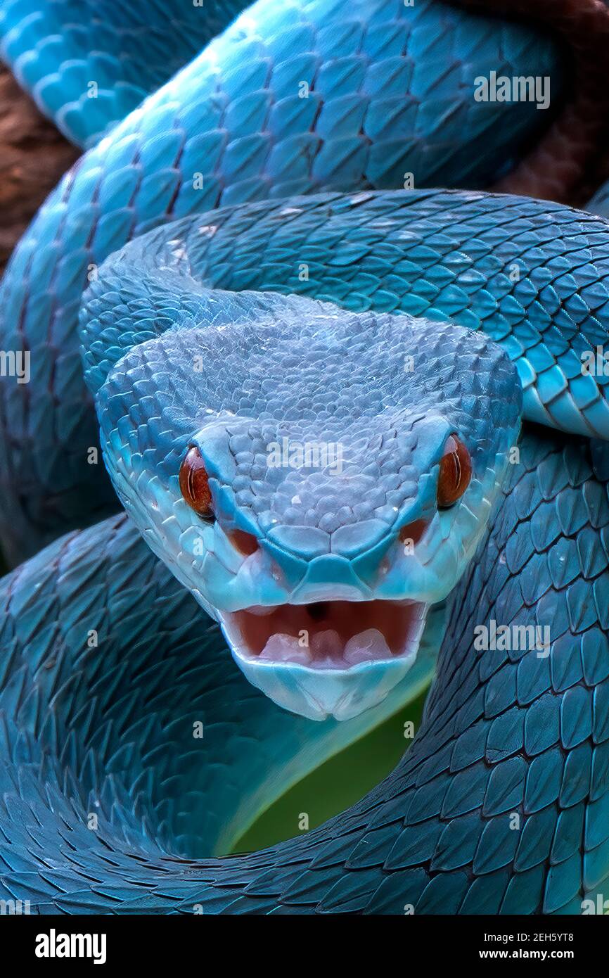 La vipère de fosse bleue rare est originaire d'Indonésie. BEKASI, INDONÉSIE: DES images INCROYABLES montrent le moment où une souris courageuse est engloutie tout après avoir venir fa Banque D'Images