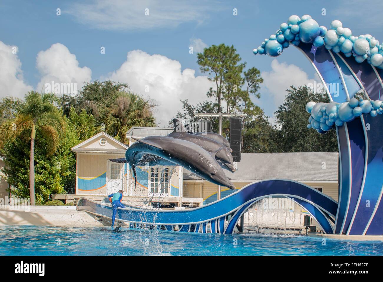 Orlando, Floride. 20 novembre 2020. Dauphins sautant au spectacle de la journée des dauphins à SeaWorld (83) Banque D'Images